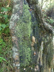 Micarea prasina