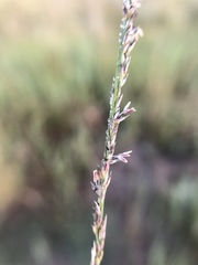 Muhlenbergia richardsonis