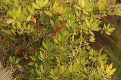 Melaleuca comboynensis
