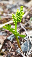 Botrychium boreale