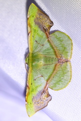 Fascellina
