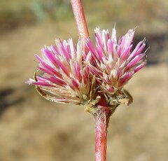 Gomphrena flaccida