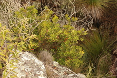 Melaleuca comboynensis
