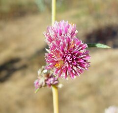 Gomphrena flaccida