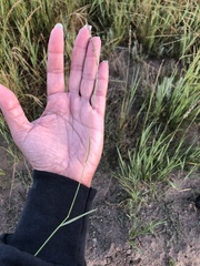 Muhlenbergia richardsonis