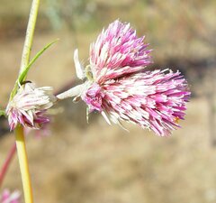 Gomphrena flaccida