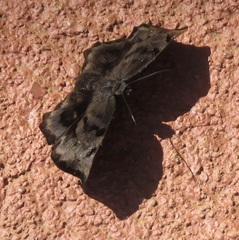 Achlyodes busirus rioja