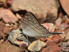 Marpesia merops