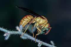 Polistes wattii
