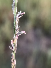 Muhlenbergia richardsonis