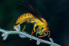 Polistes wattii