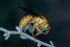 Polistes wattii