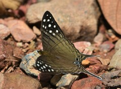Marpesia merops
