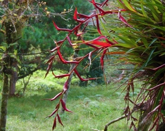 Tillandsia standleyi