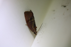 Evora hemidesma