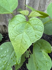 Catalpa