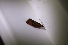 Evora hemidesma