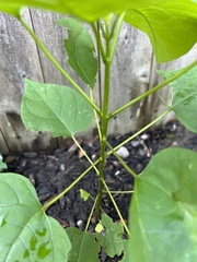 Catalpa