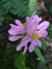 Sabatia capitata