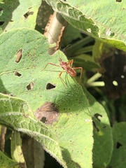 Ricolla quadrispinosa