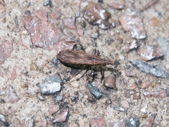 Aulacogenia errabunda