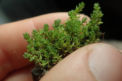 Crassula alata