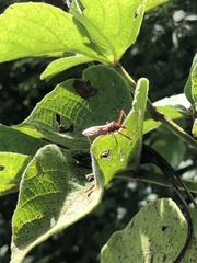 Ricolla quadrispinosa