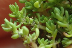 Crassula alata