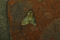 Aglossa disciferalis