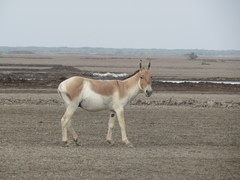 Equus hemionus khur