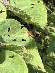 Ricolla quadrispinosa