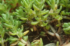 Crassula alata