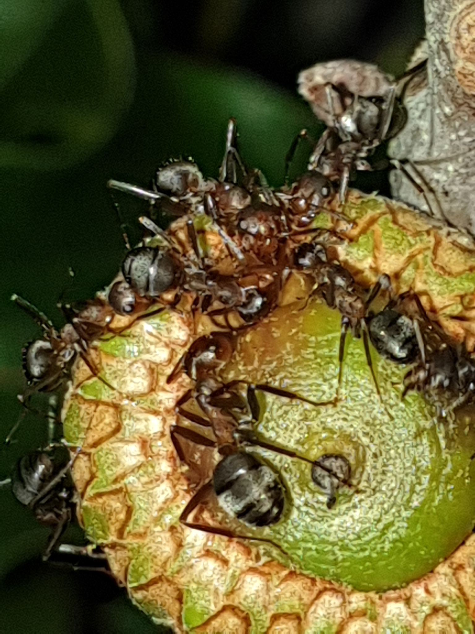 Formica difficilis