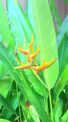 Heliconia × nickeriensis