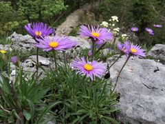 Aster alpinus