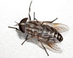 Tabanus nigripes