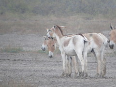 Equus hemionus khur