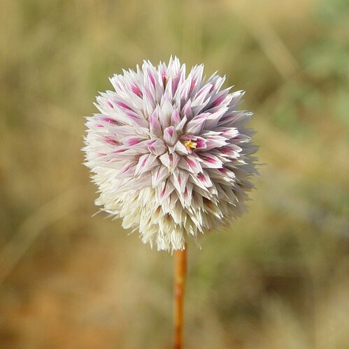 Gomphrena brachystylis
