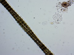 Desmidium grevillei
