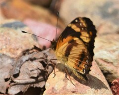 Castilia eranites