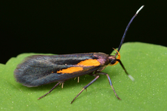 Mathildana newmanella