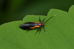 Mathildana newmanella