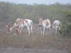 Equus hemionus khur