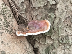 Ganoderma