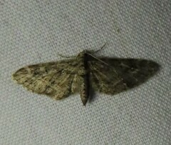 Eupithecia rotundopuncta