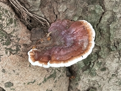 Ganoderma