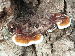 Ganoderma