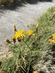 Crepis runcinata