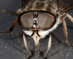 Tabanus nigripes