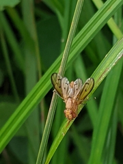 Tetanocera plebeja